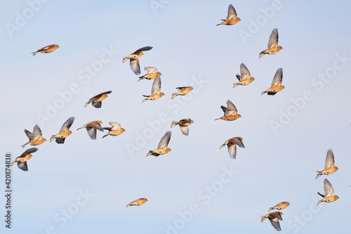 Photos Flock of Common linnets (Linaria cannabina) Birds in flight