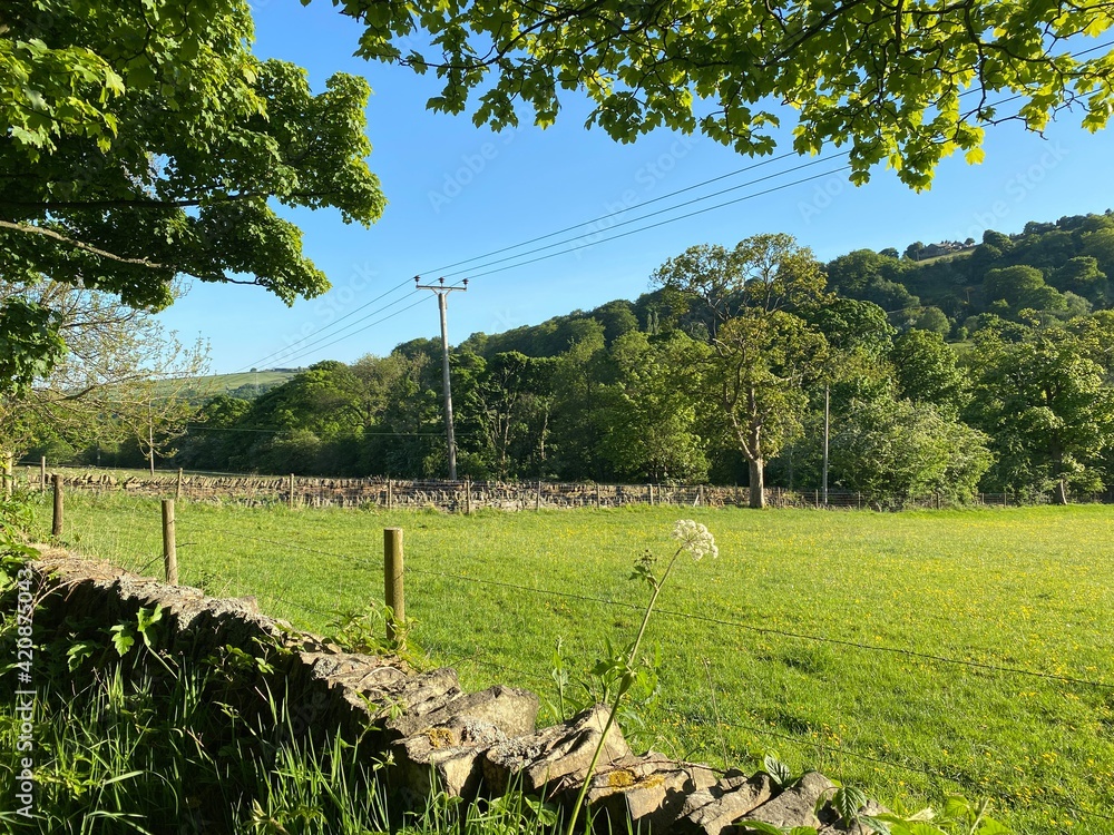 Fototapeta premium Rural scene, looking over a dry stone wall, at fields, and old trees in, Shibden Valley, Halifax, UK