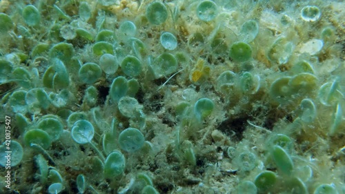 Closep-up on colony of unicellular green algae Mermaid's wine-glass or Mermaid's cup (Acetabularia acetabulum) Adriatic Sea, Montenegro, Europe photo