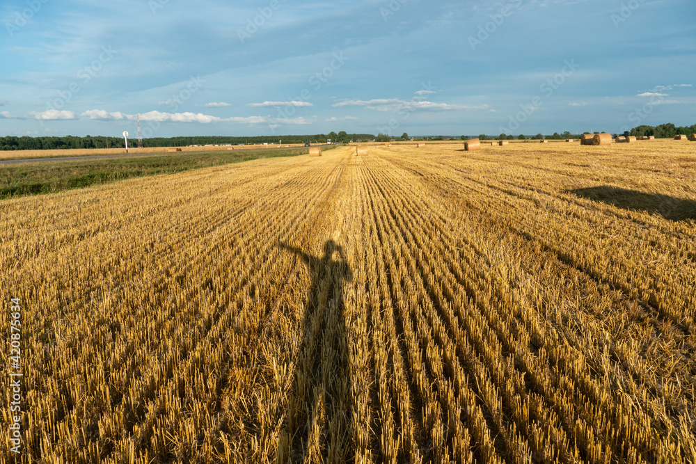Stubble of the field after cutting the grain. empty clean agricultural field after harvesting. The shadow of a man falls on the field from the setting sun.