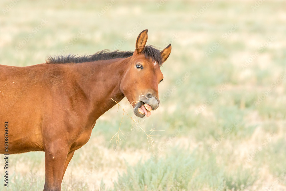 USA, Utah, Tooele County. Wild horse colt trying to eat some brush. USA, Utah, Tooele County. Wild horse colt trying to eat some brush.