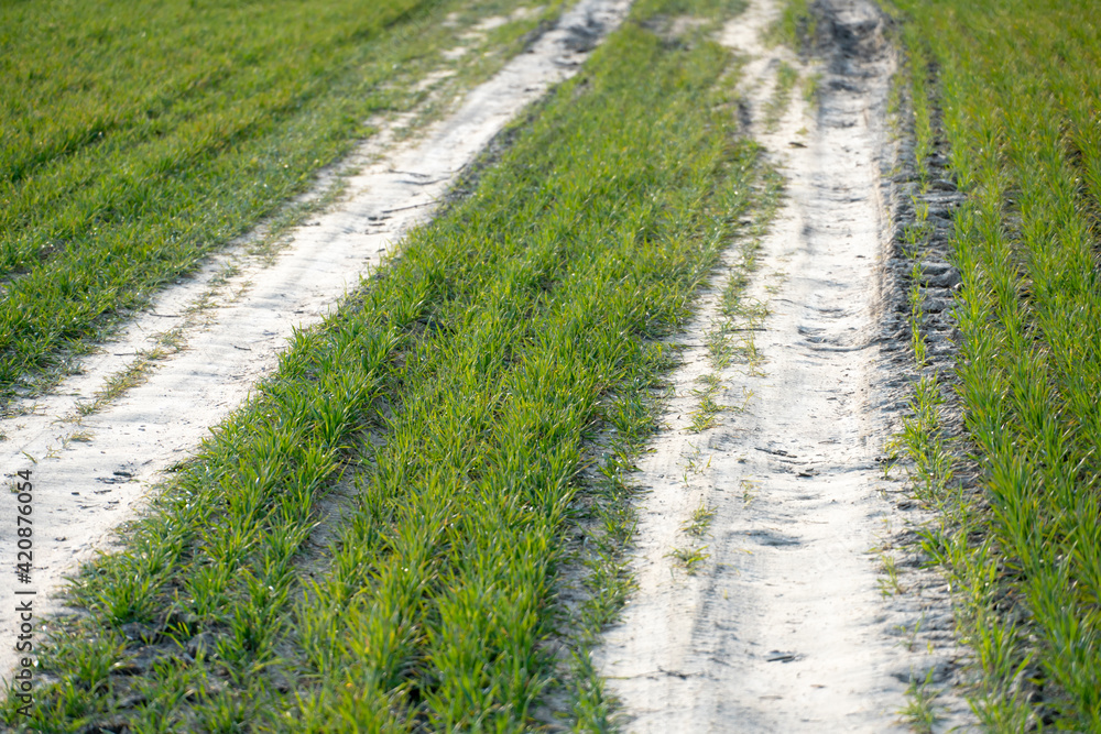 Young wheat seedlings growing in a soil. Green shoots of young winter wheat, in late autumn on a farm sunny field. A dirt road runs through a wheat field. Young wheat seedlings growing in a soil. Green shoots of young winter wheat, in late autumn on a farm sunny field. A dirt road runs through a wheat field.