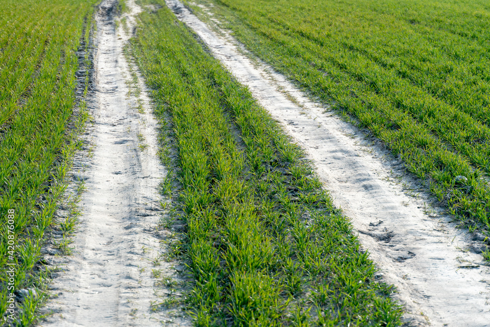 Young wheat seedlings growing in a soil. Green shoots of young winter wheat, in late autumn on a farm sunny field. A dirt road runs through a wheat field. Young wheat seedlings growing in a soil. Green shoots of young winter wheat, in late autumn on a farm sunny field. A dirt road runs through a wheat field.