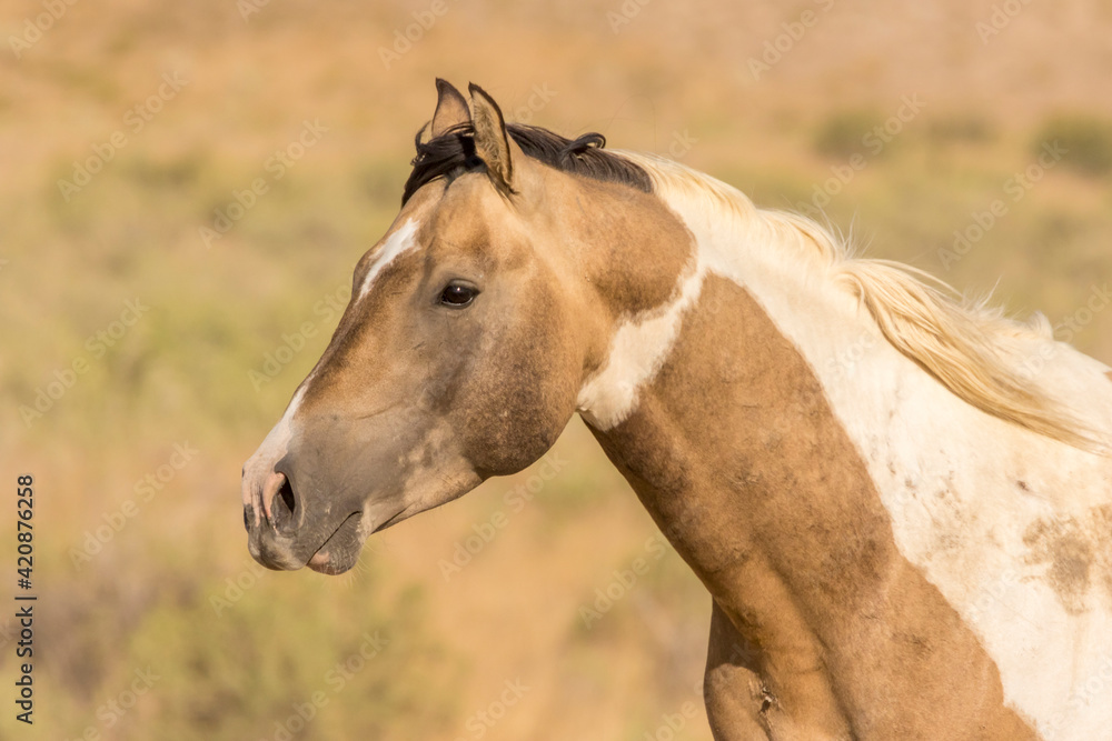 Obraz premium USA, Utah, Tooele County. Wild horse head close-up.