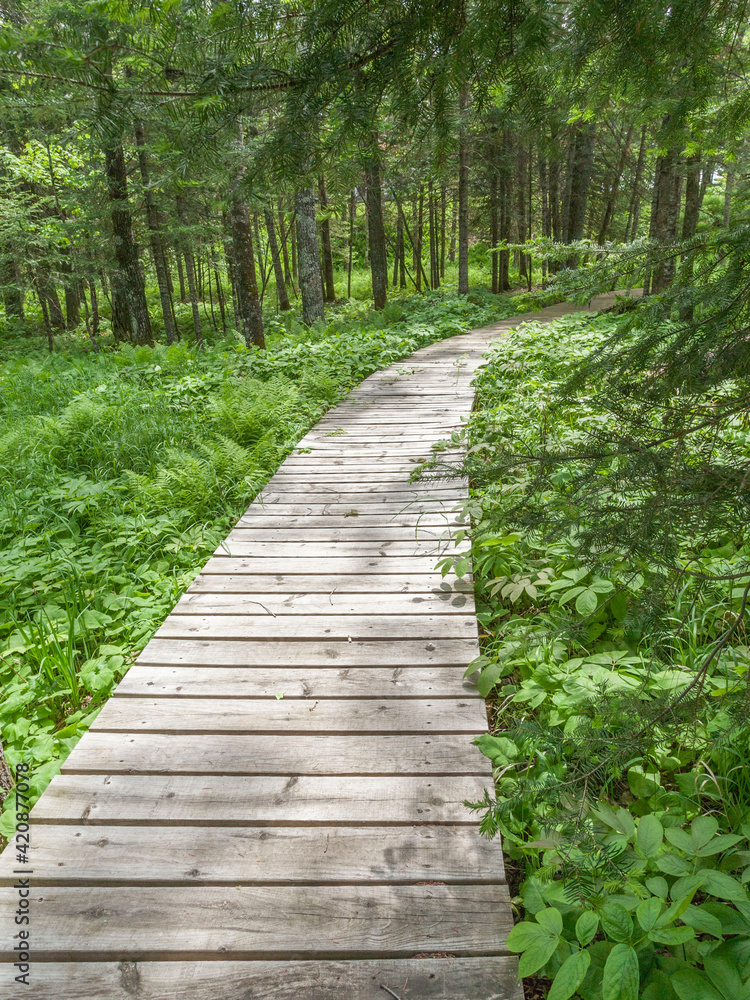 Let's go for a walk on the boardwalk in the woods Let's go for a walk on the boardwalk in the woods