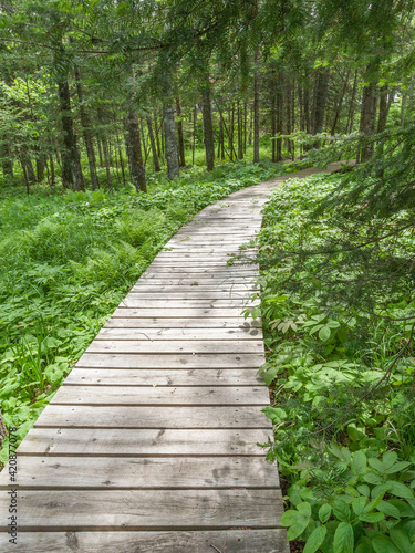 Let s go for a walk on the boardwalk in the woods