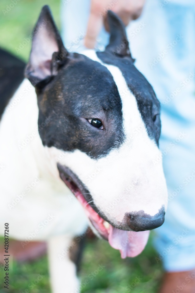 Bull Terrier