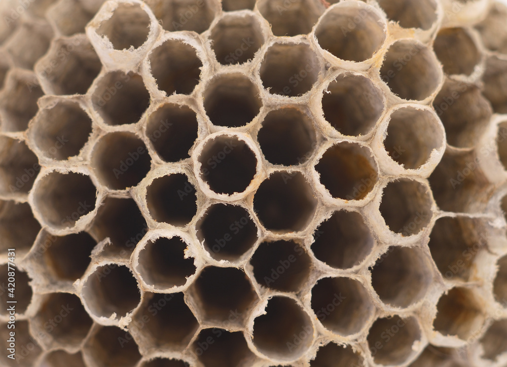 Wasp Honeycomb As Background. Wasp Honeycomb As Background.