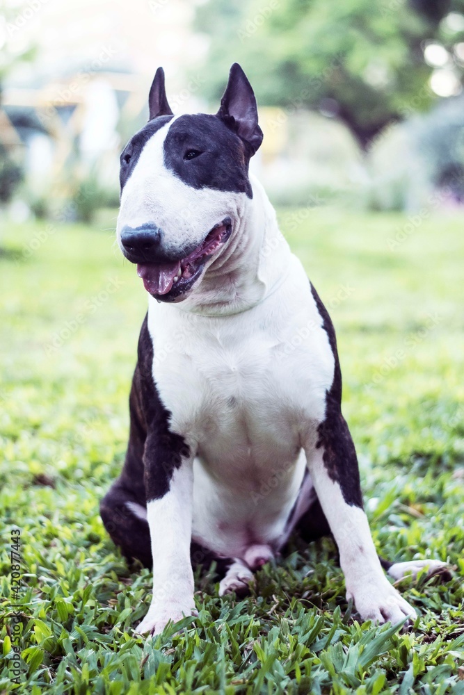 Bull Terrier Bull Terrier