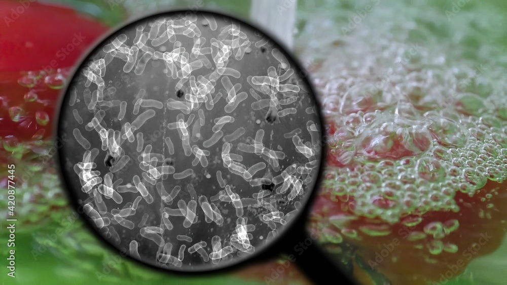 Obraz premium Searching For Bacteria In water