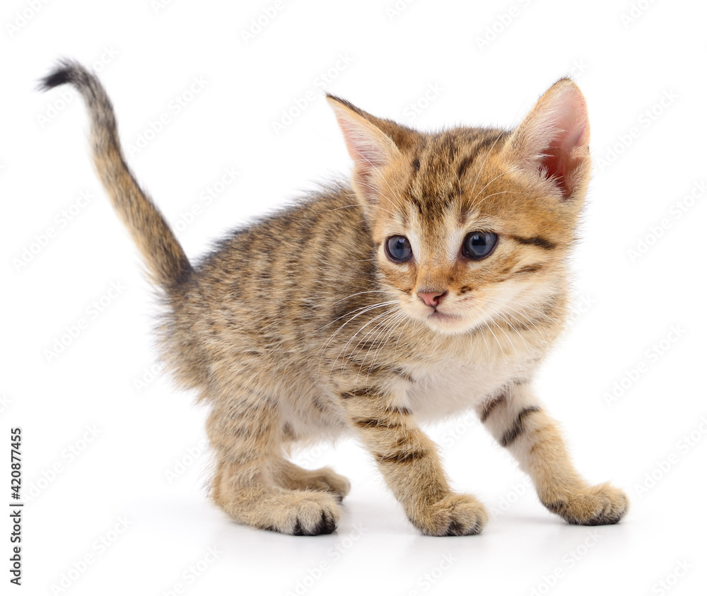 Obraz premium Kitten on white background.