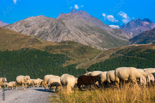 a flock of sheep grazes on a mountain pasture