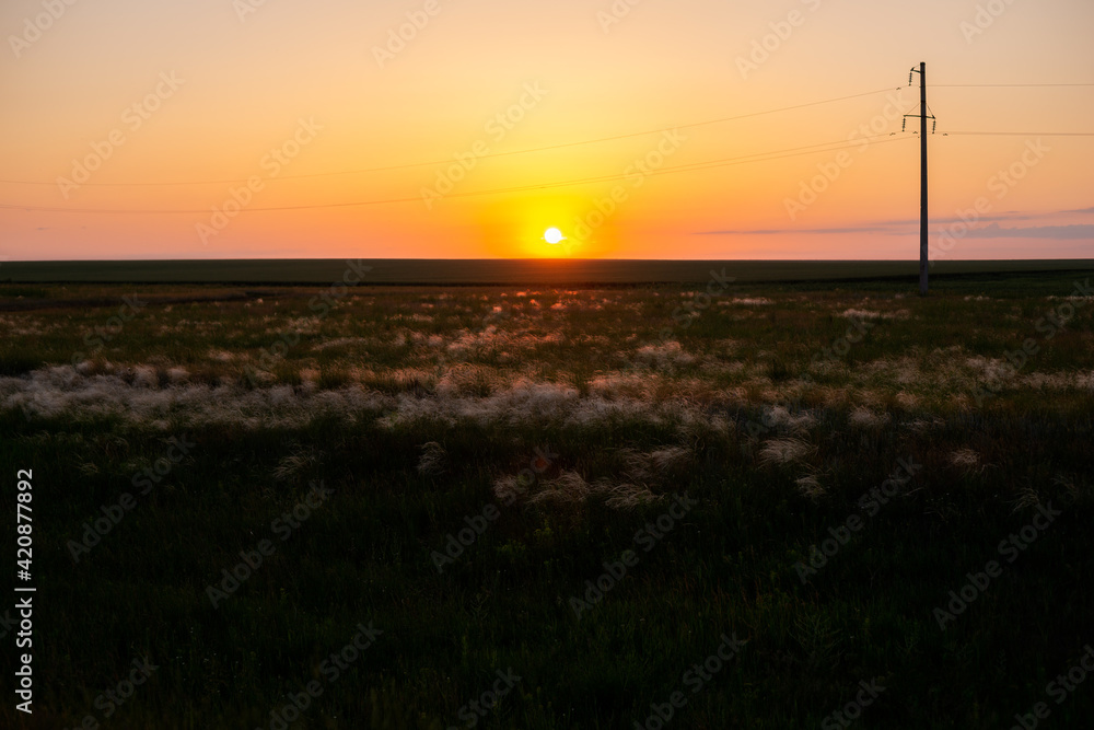 Obraz premium field with feather grass in the setting sun