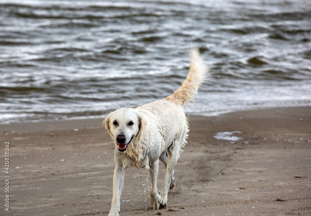 Golden retriever plays in the water on the beach Golden retriever plays in the water on the beach