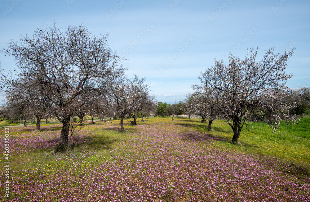 Field with almond trees and purple vail of flowers in the ground. Outdoor landscape with blooming flowers in spring Field with almond trees and purple vail of flowers in the ground. Outdoor landscape with blooming flowers in spring