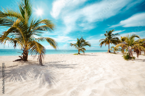 palm tree on the beach © KNOPP VISION