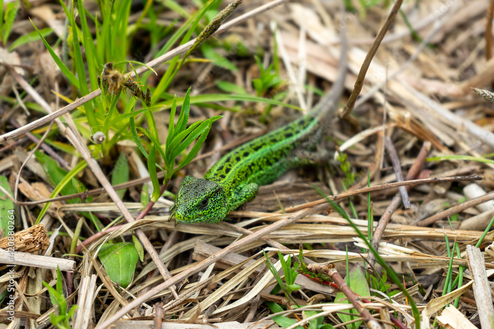 Lizard on the spring grass Lizard on the spring grass