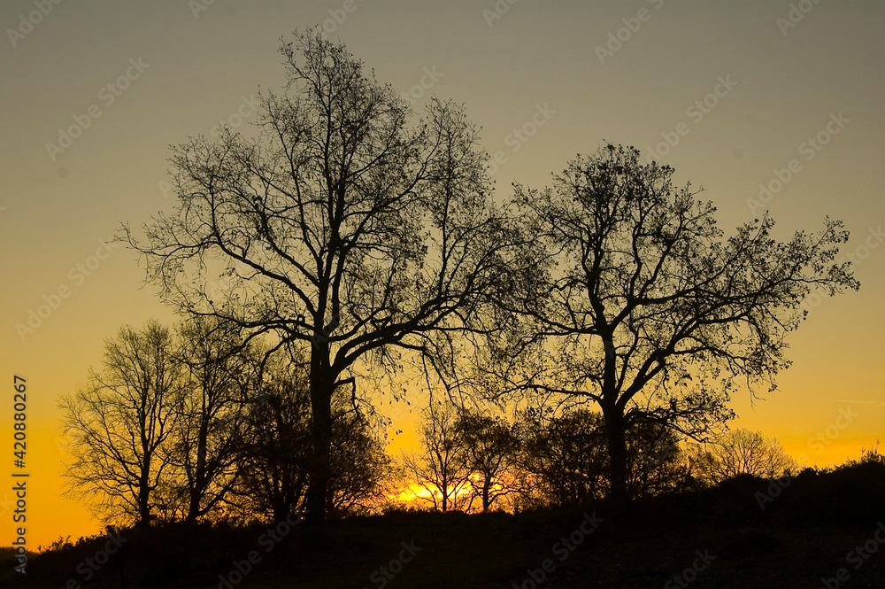 Fototapeta premium Winter sunrise landscape in the forest