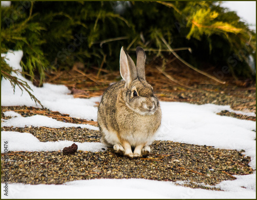 Rabbit