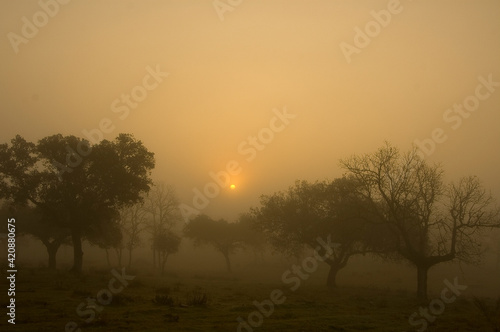 Sunrise in the morning mist