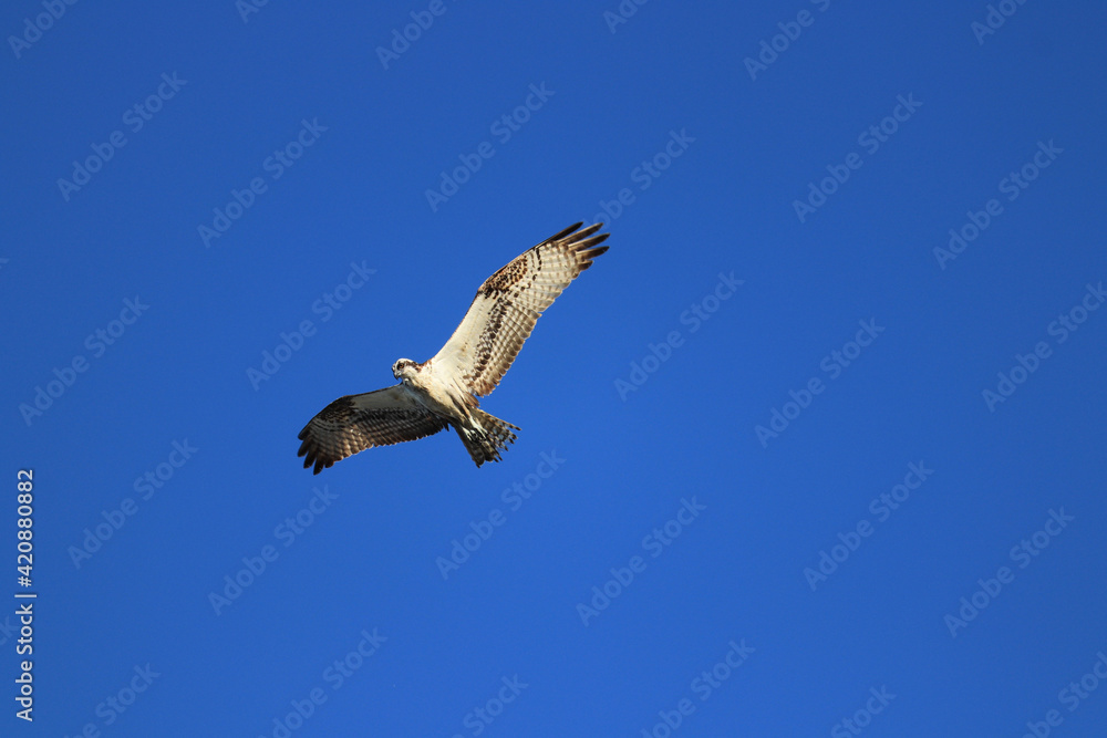 Obraz premium osprey in flight