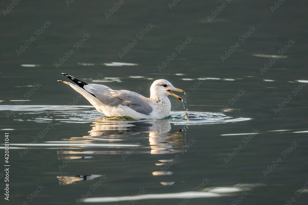 Fototapeta premium Seagull has water dripping from beak.