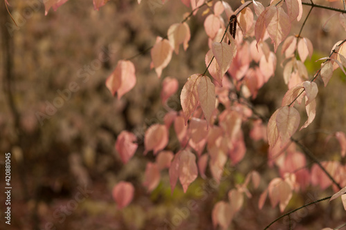 Φωτογραφία Beautiful pinkish autumn leaves on a tree branch