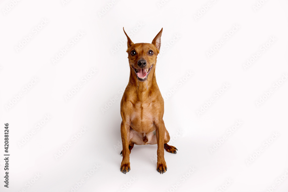 Miniature brown pinscher on a white background. Emotions of a dog.