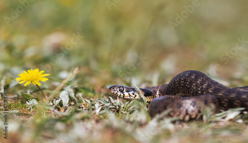 snake in the grass and yellow dandelion flower © drakuliren