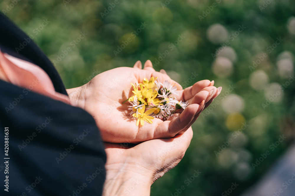 Wildflowers of chamomile in women's hands open palms Wildflowers of chamomile in women's hands open palms
