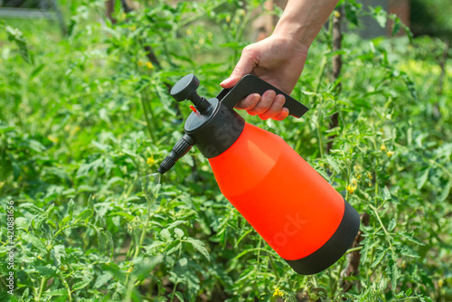 A woman is spraying of pesticide on potato plantation with hand spray in summer. A female is spraying potato plant