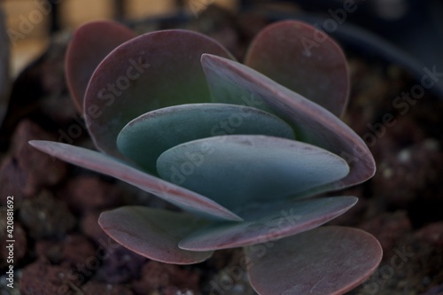 cactus close up