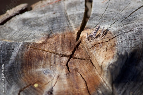 wood texture
