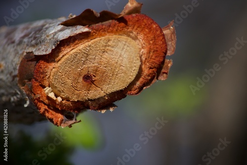 close up of a cone