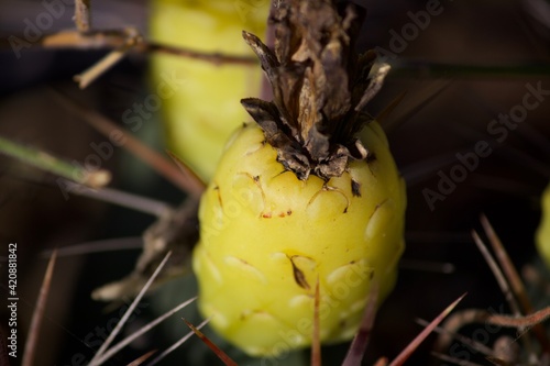 yellow flower