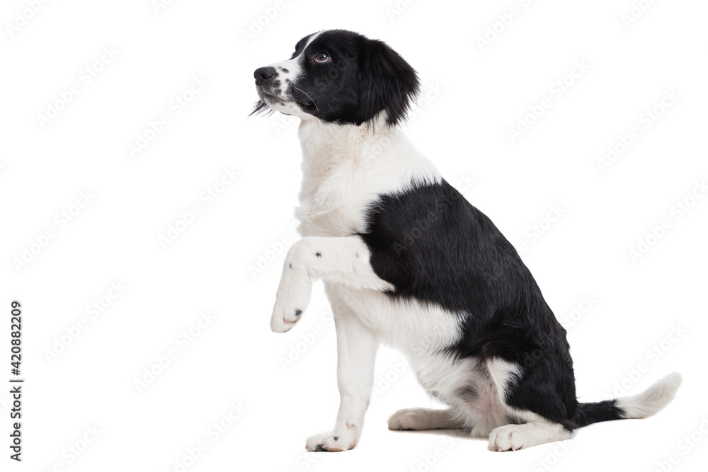 Cute young border collie isolated on white background