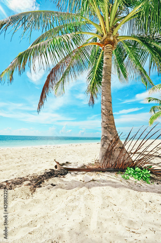 palm tree on the beach