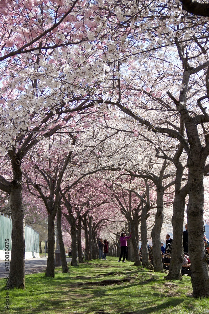 Roosevelt Island cherry blossom blooming with the skyline of Manhattan.