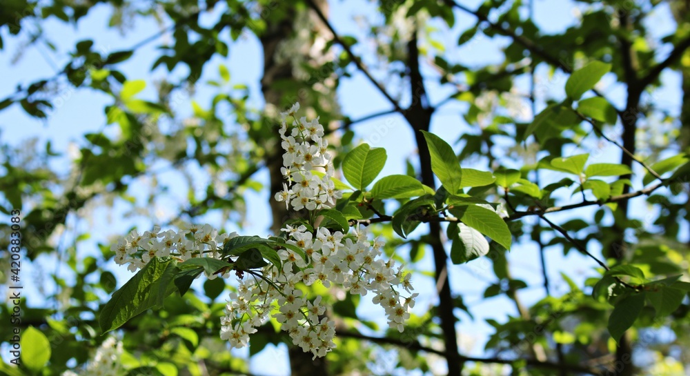 Prunus padus trees bloomed with many small white flowers on warm spring days Prunus padus trees bloomed with many small white flowers on warm spring days