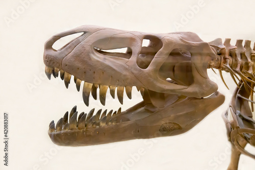 The skull of the predatory theropod dinosaur tarbosaurus (Latin: Tarbosaurus bataar) is isolated on a white background. Paleontology fossil animals. photo