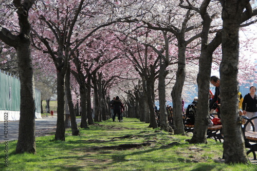 Roosevelt Island cherry blossom blooming with the skyline of Manhattan.