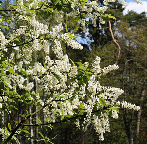 Prunus padus trees bloomed with many small white flowers on warm spring days