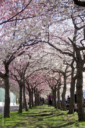 Roosevelt Island cherry blossom blooming with the skyline of Manhattan.