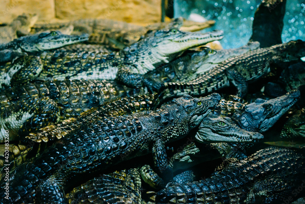 Obraz premium Crocodiles