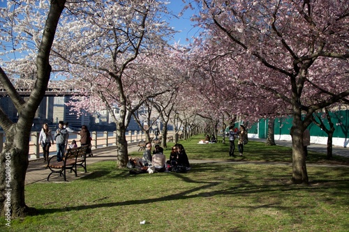 Roosevelt Island cherry blossom blooming with the skyline of Manhattan.