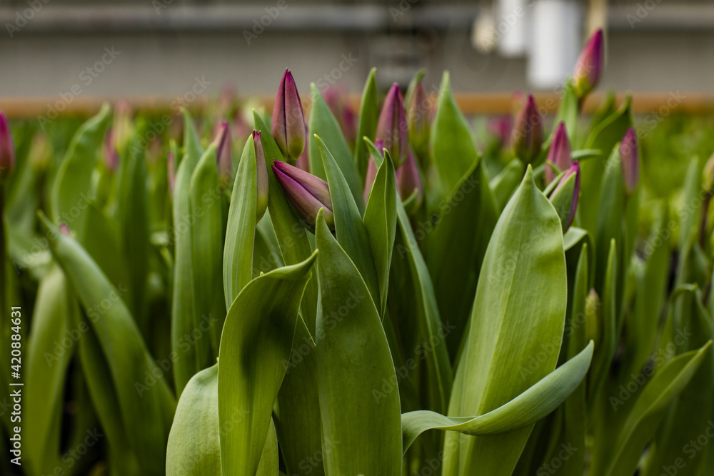 Obraz premium green fresh tulips growing in the greenhouse