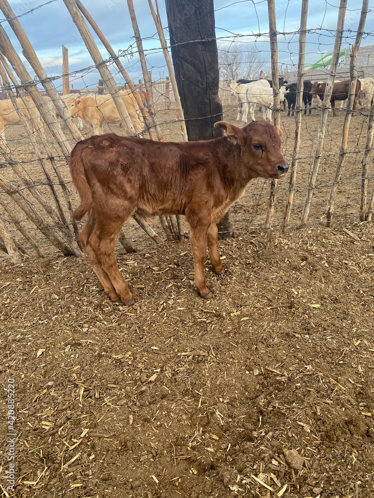 Fototapeta premium ganado