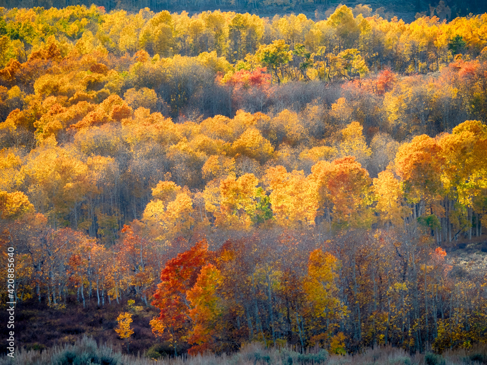 USA, Utah, Logan Pass. Autumn colors in Logan Pass Utah.