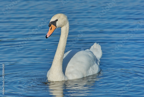 Fototapeta Naklejka Na Ścianę i Meble -  The swan on the water