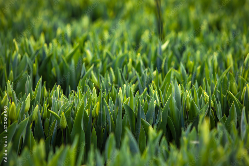 green fresh tulips growing in the greenhouse green fresh tulips growing in the greenhouse